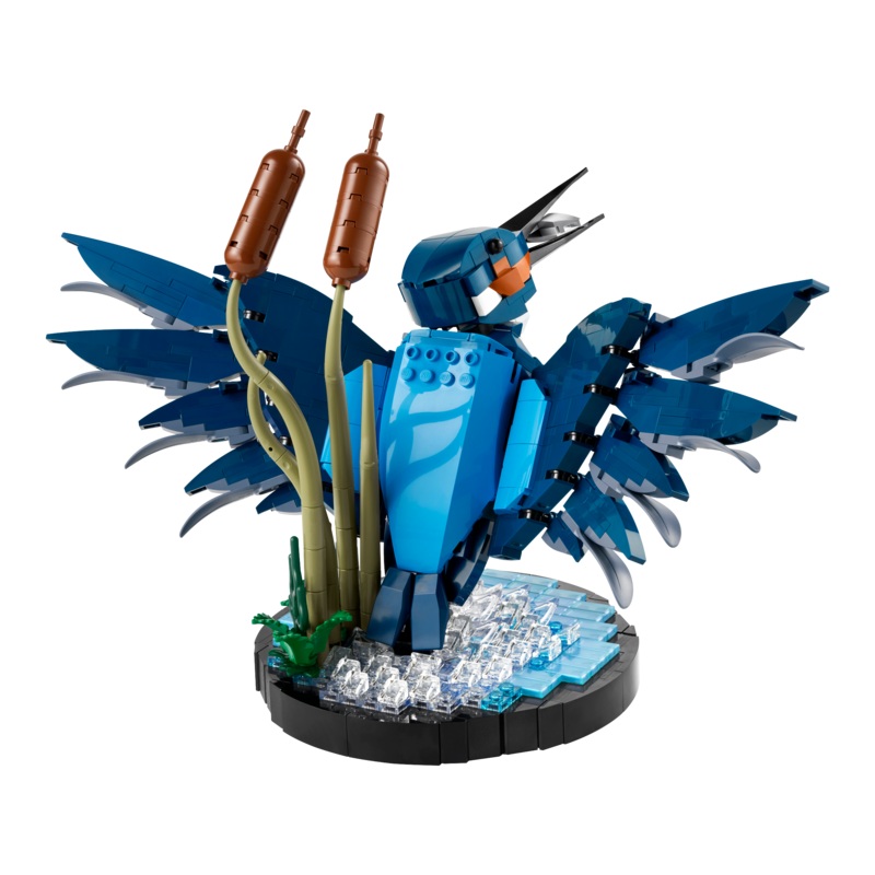 Kingfisher Bird